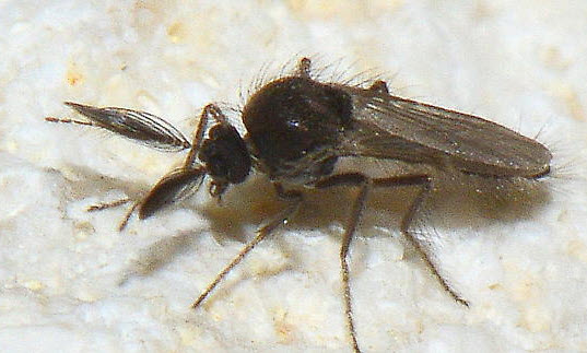 No-See-Ums are from a family of flies called Ceratopogonidae